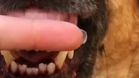 Dog bites its owner while owner brushes his teeth |funny dog