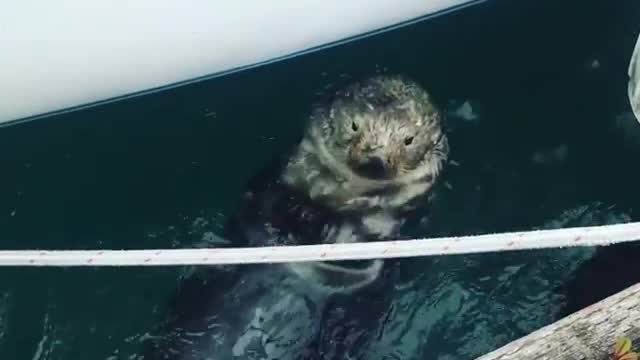 Cute otter in Alaska hangs out by the docks