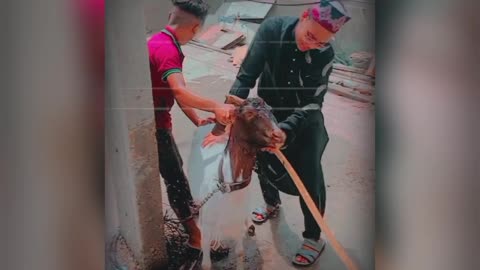 ANIMAL LOVER #emotion#i really miss you a got🤧