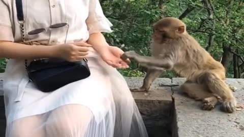 Naughty monkey hahaha