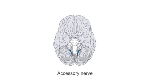 Clinical Neurology Essentials 2.Examining top to bottom