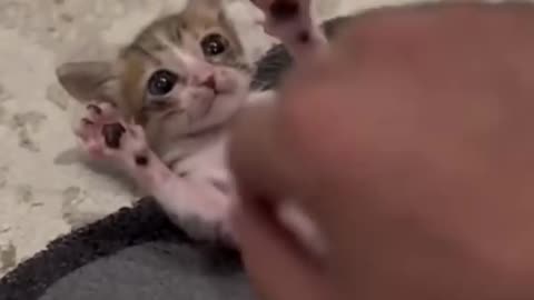 Funny & Cute Cats🥰🥰