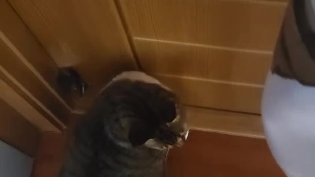 cats wants to go out but...