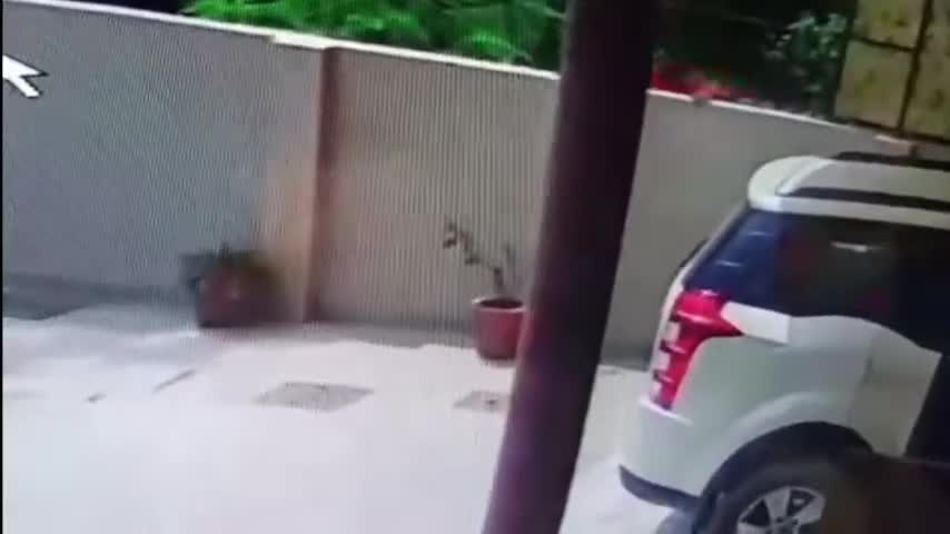 The Watchdog, in addition to being a friend, ends up becoming the security guard of the house.