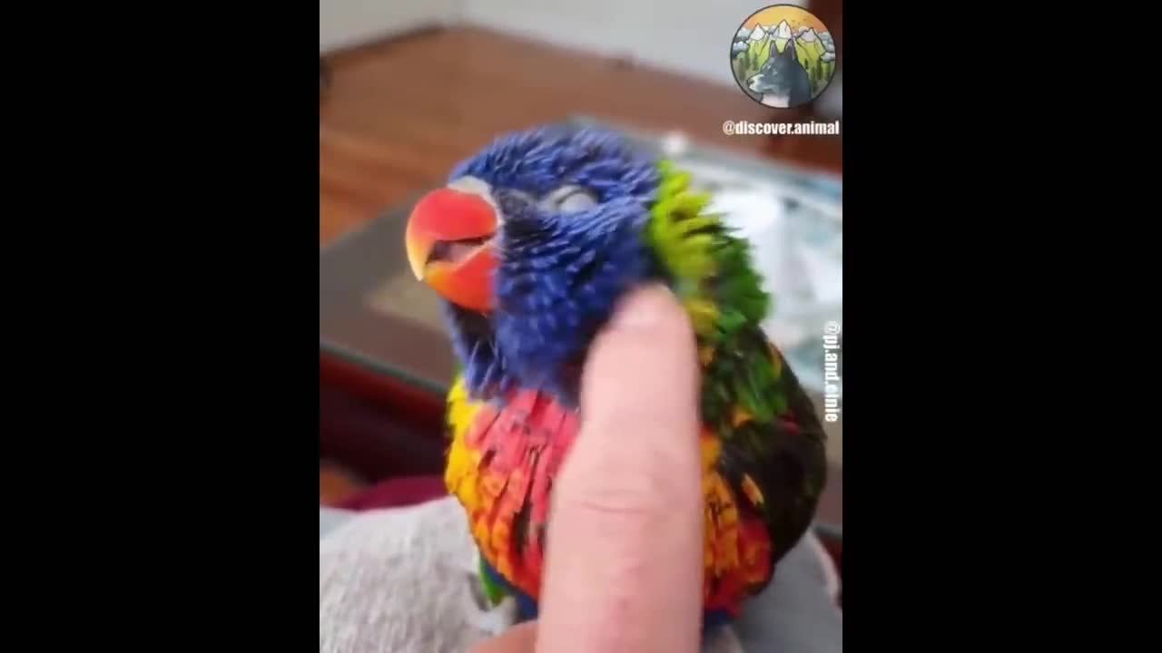 Parrot has the head itching