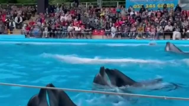 How to dolifan fani๐ฌ๐ dolphin
