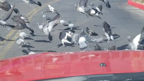 Birds that did not want to move.