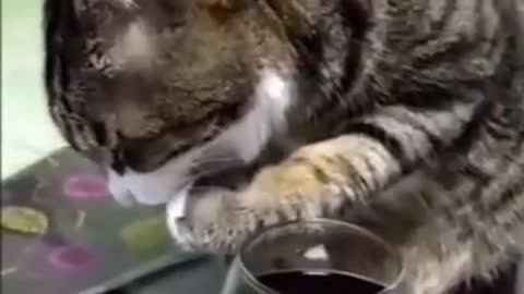 Drunk Cat 1