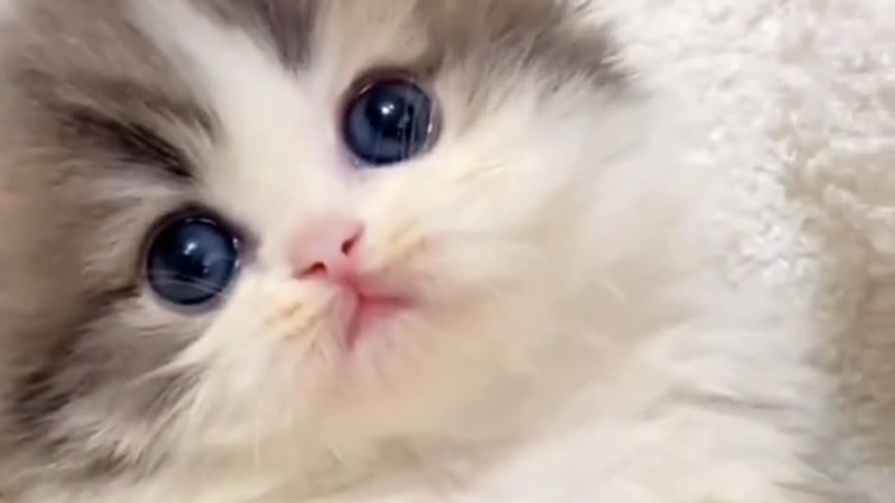 A cute kitten