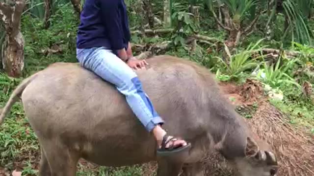 ride a buffalo