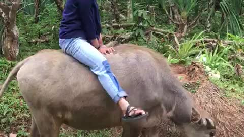 ride a buffalo