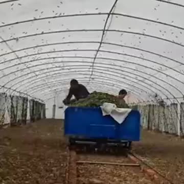 Insect farm in China.mp4