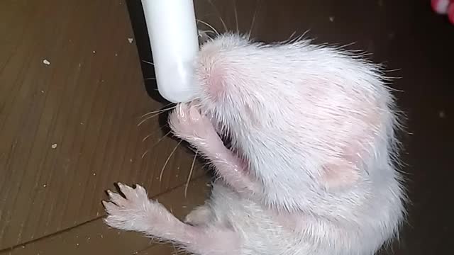MILKING TIME HAMSTER BABY