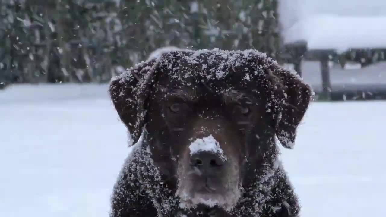 Cute dog with his master, creature of God