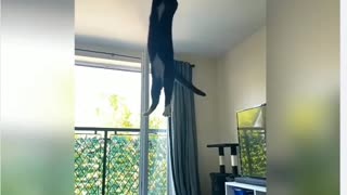 Cat HighJump