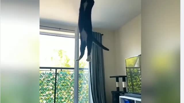 Cat HighJump