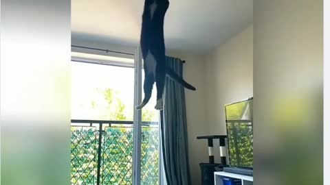 Cat HighJump