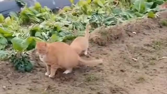 Best Funny Cats Videos compilation