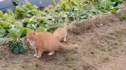 Best Funny Cats Videos compilation