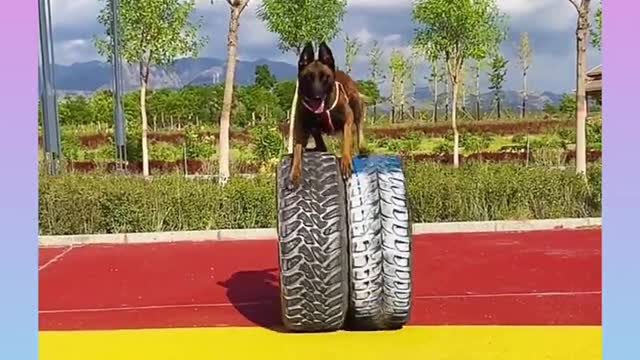 🐕baby dog2021🐶cute dogs🐕 funny dog,🐶dog compilation🐕short video🐶 cute animals videos🐕