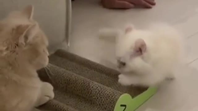 Cat VS kitten Fighting Compilation Funny Video 2022 😍😂🤣