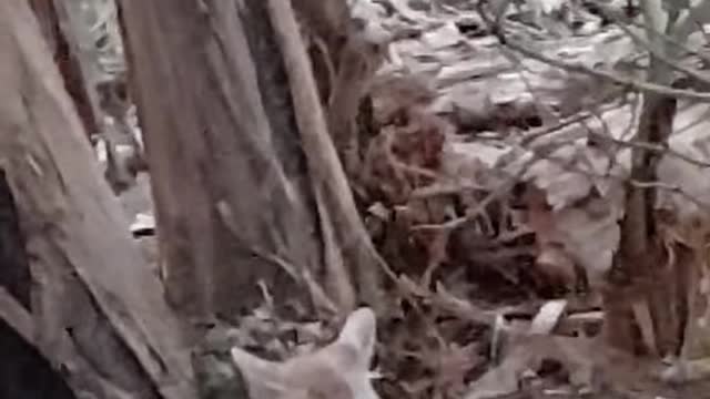 CAT V/S DOG FUNNY FIGHT VERY AMAZING