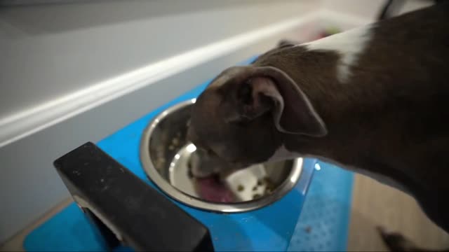 Filmed Dog Whenever He Cried Or Was Nasty For 24 Hours