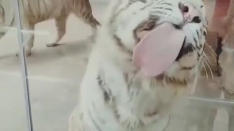 🐅🐯