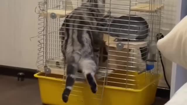 Watch This Cutest Animals🔥❤️☺️🤭🤭