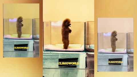 funny animal videos 2023 Part 1 😂 | dogs and cats videos 🐱🐶 #funnyvideo #funnyanimalvideos