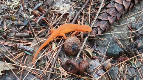 Eastern Newt