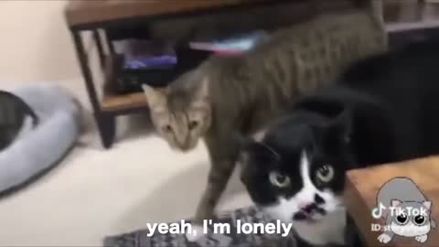 Genial! these cats can speak English better than human