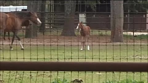 How a mare protects her little one is amazing video