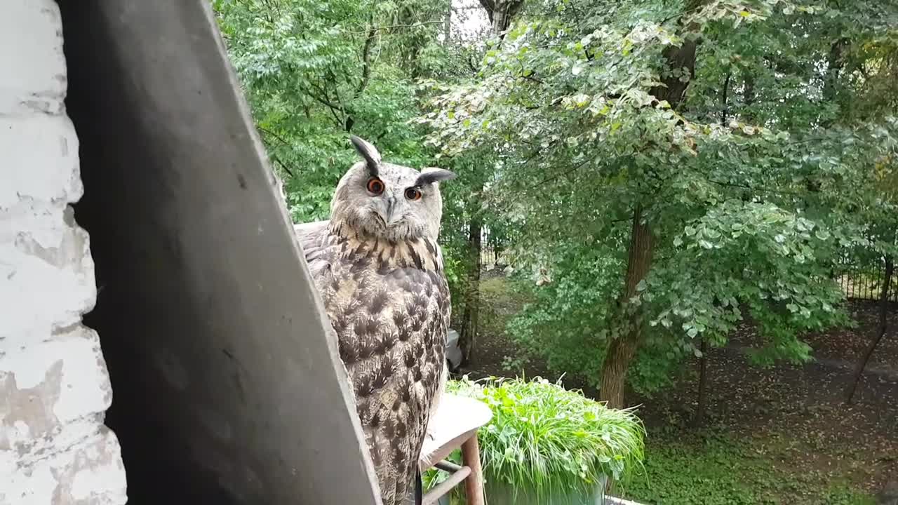 A Cat and Owl Sit Together