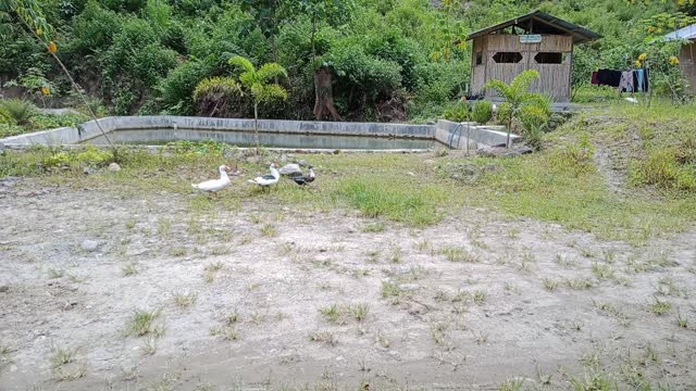 Cute Animals - three ducks in the village