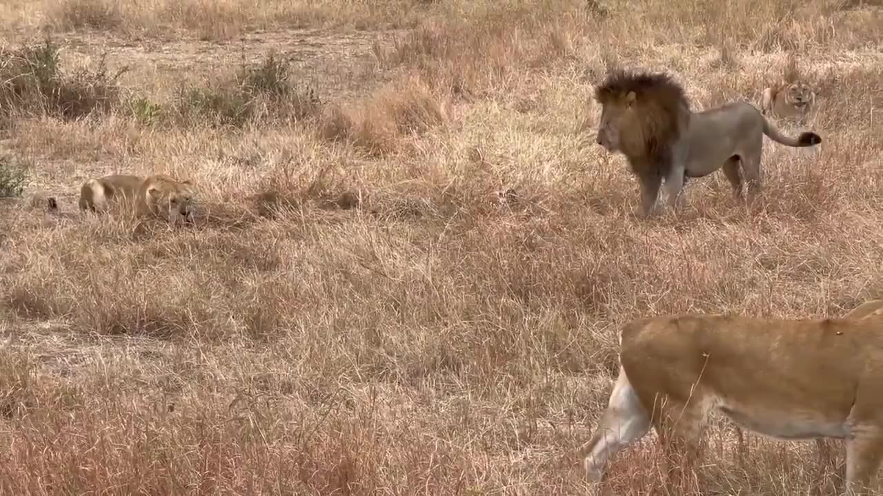 Why are the female lions protecting the leopard?