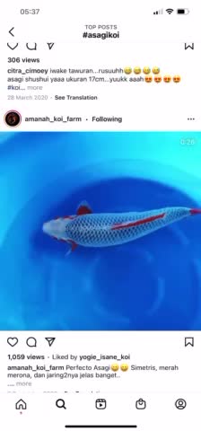 Must See this £13,000 ASAGI KOI CARP 😮🔥😱😧🎏🇯🇵😵