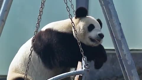 A panda has something on its mind