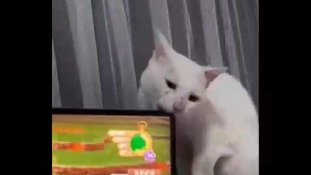 EVIL CATS