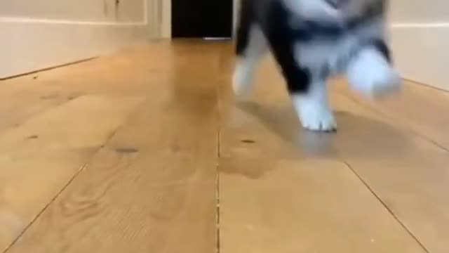 Pomskies|Cute Dog Videos|Cute and Funny Dog Videos|Pomsky Puppies|Puppy #shorts #puppy #dogs