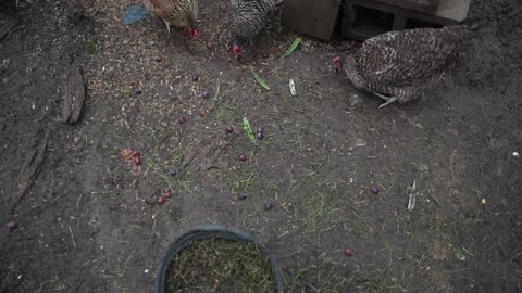Trying to cheer up the ladies on a gloomy day...with grapes.