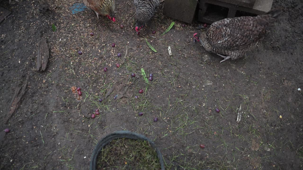 Trying to cheer up the ladies on a gloomy day...with grapes.