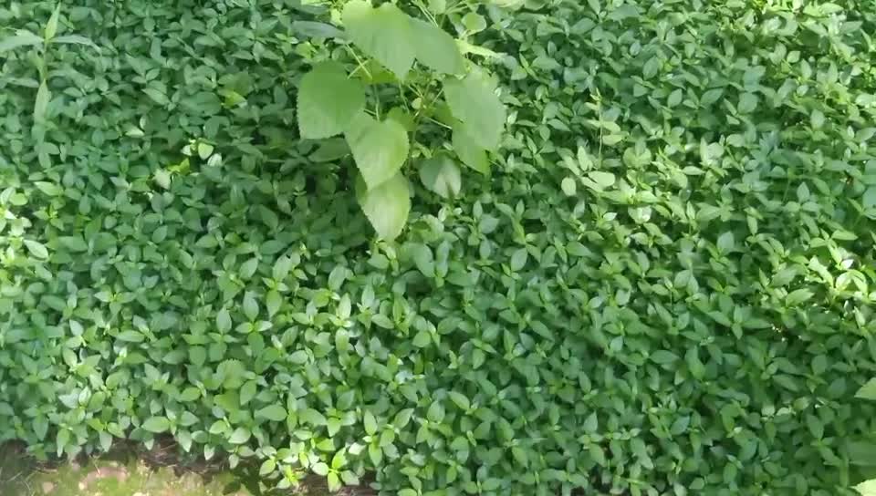 A mouse just ran into the grass