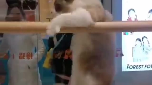 ❣️Cat and dog funny videos OMG 🐈
