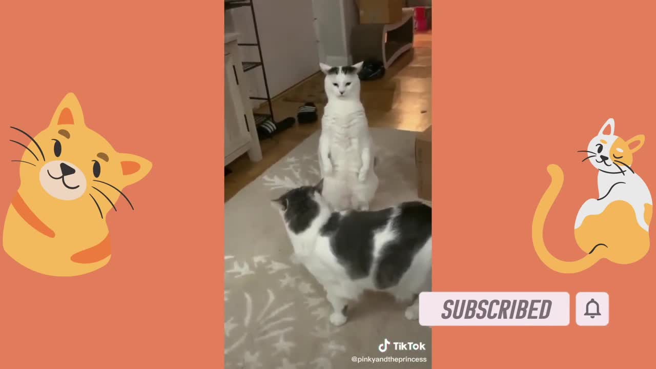 funny animal videos