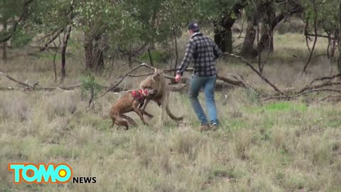 a kangaroo fighting a man