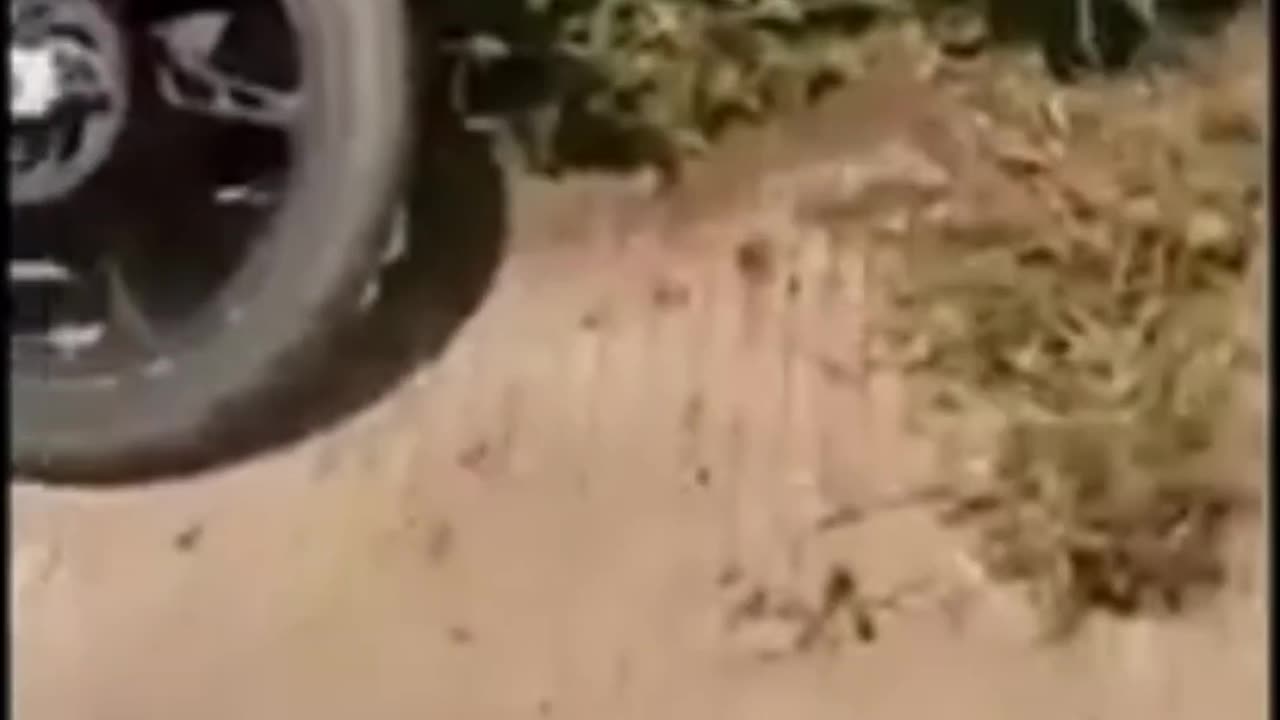 Funny Videos Compilation