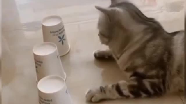 Cat's Funny Moments Cat's Funny Moments - Cat Funny Moments ❤