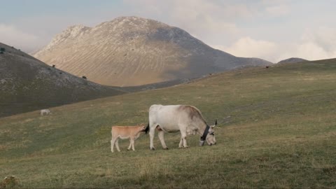 Abruzzo Untamed