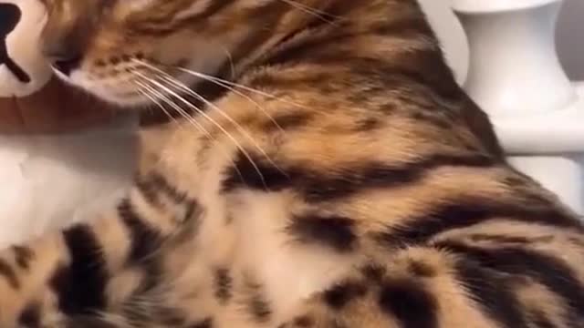 none of the lyrics are superfluous # cute # funny # cat
